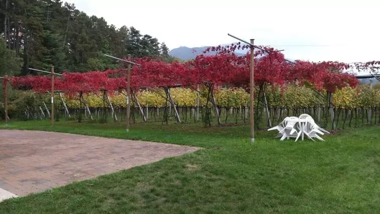 Alle Vigne Bed And Breakfast