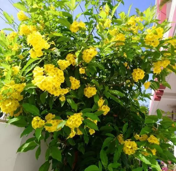 هتل Hung Phuc Mui Ne