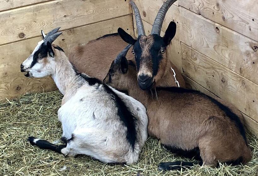 مبيت وإفطار Mountain Goat Lodge