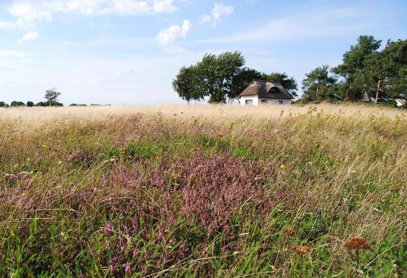 Отель Hiddensee Hitthim