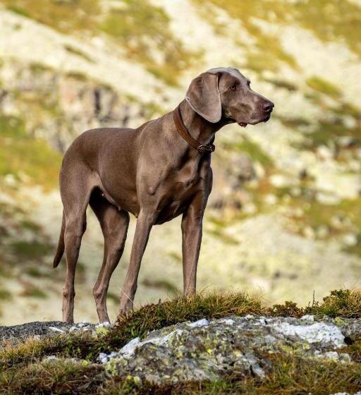 Hotel Ospizio La Veduta