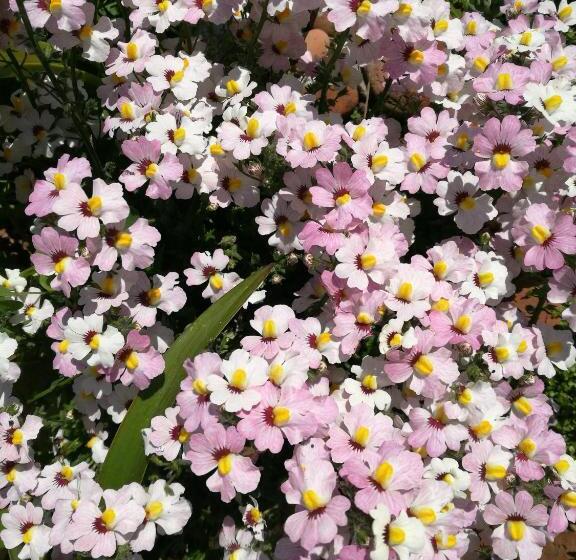 Giusy Bed And Breakfast