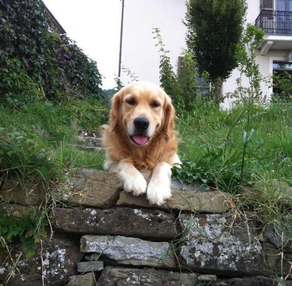 Rose E Cioccolato B&b