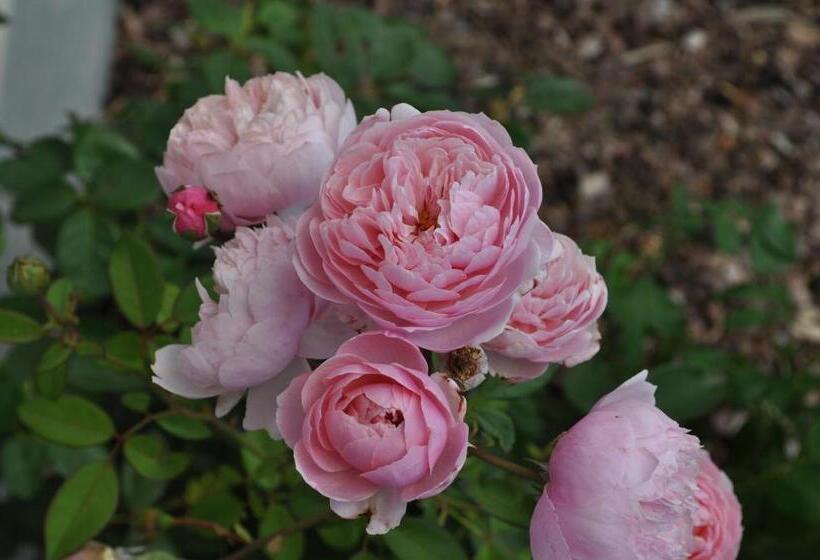 Rose E Cioccolato B&b