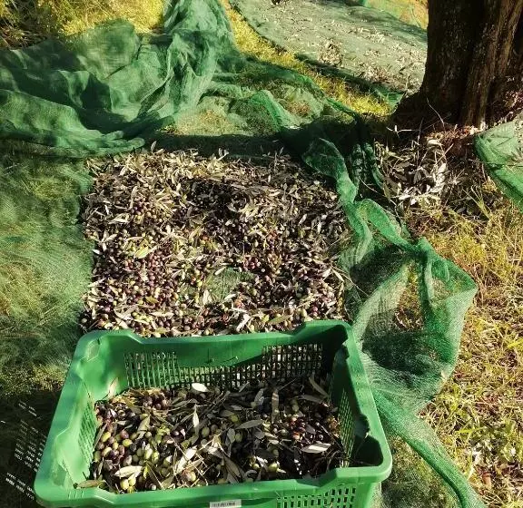 Aamiaismajoitus (B&B) Agriturismo Tananei