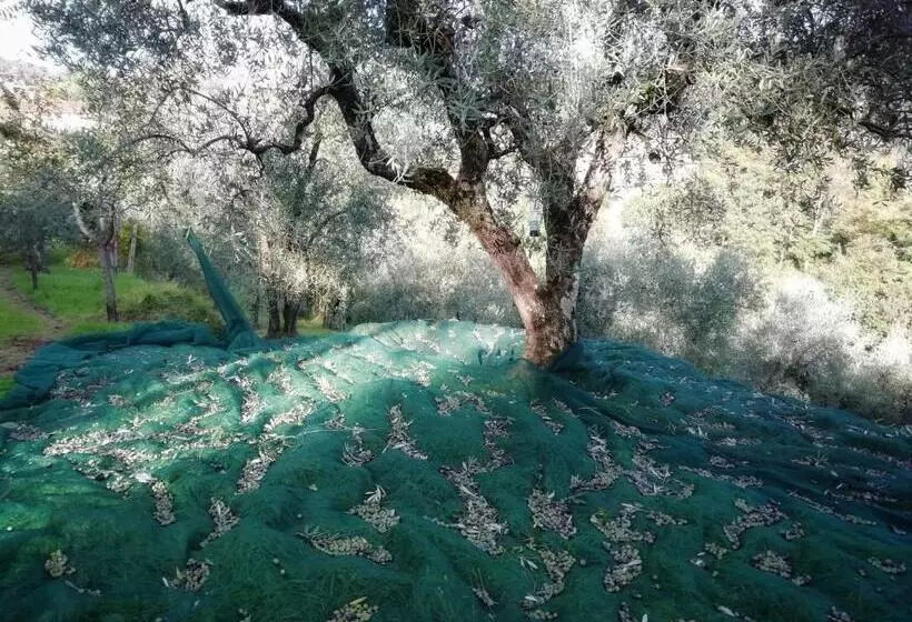 Aamiaismajoitus (B&B) Agriturismo Tananei