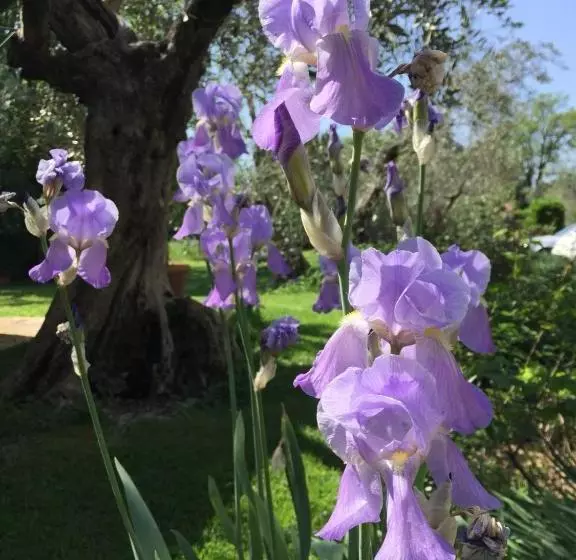 Aamiaismajoitus (B&B) I Glicini Appartamento