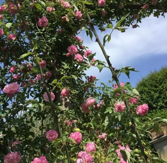 Aamiaismajoitus (B&B) I Glicini Appartamento