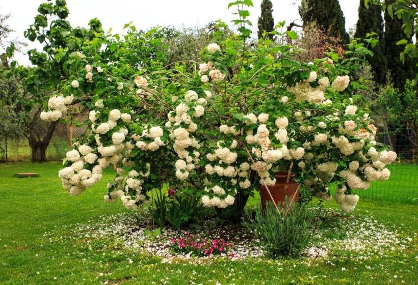 ベッドアンドブレックファースト I Glicini Appartamento