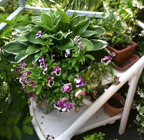 B&b Le Ortensie  Lago Di Como