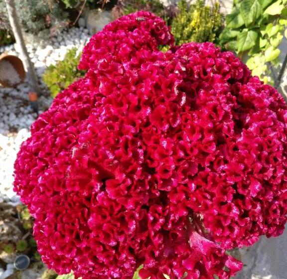 Caicai Bed And Breakfast