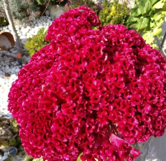 Caicai Bed And Breakfast