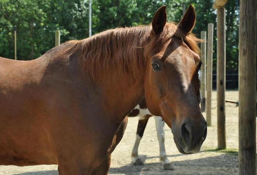 مبيت وإفطار Aiceltis