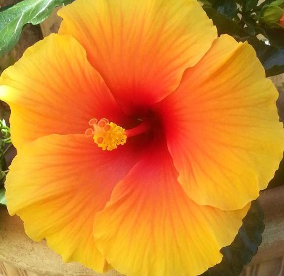 צימר Villa Il Fortino