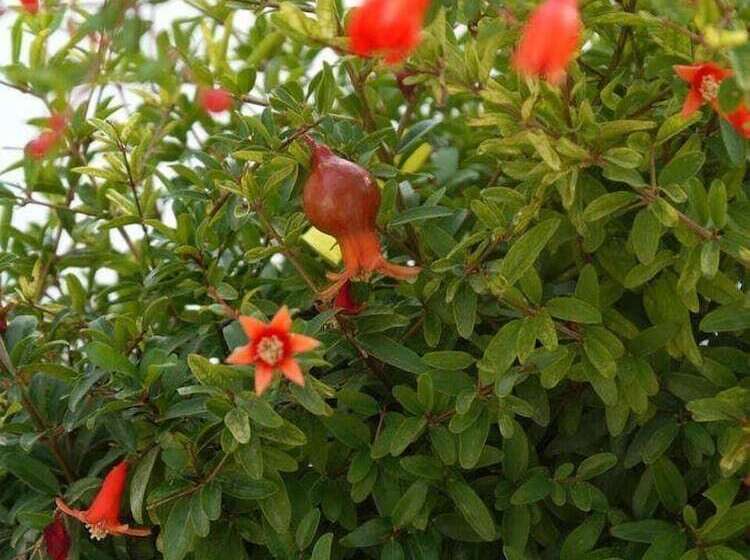 צימר Il Giardino Delle Sete