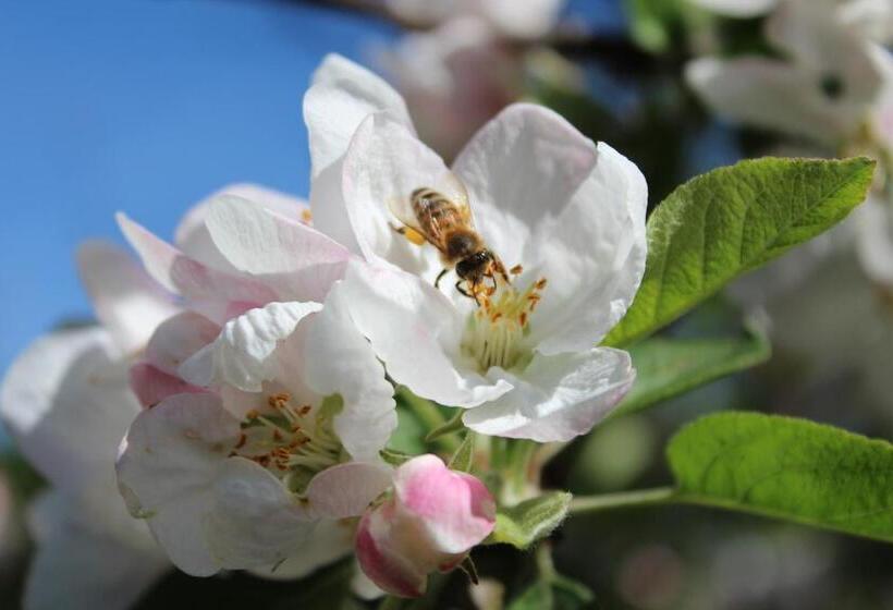 Il Cielo Bio   Il Più Piccolo B&b Del Chianti