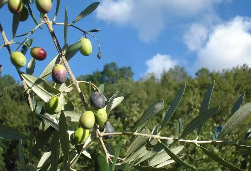 Il Cielo Bio   Il Più Piccolo B&b Del Chianti