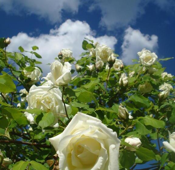 Il Cielo Bio   Il Più Piccolo B&b Del Chianti
