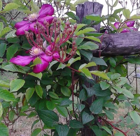 ベッドアンドブレックファースト Cascina Delle Mele