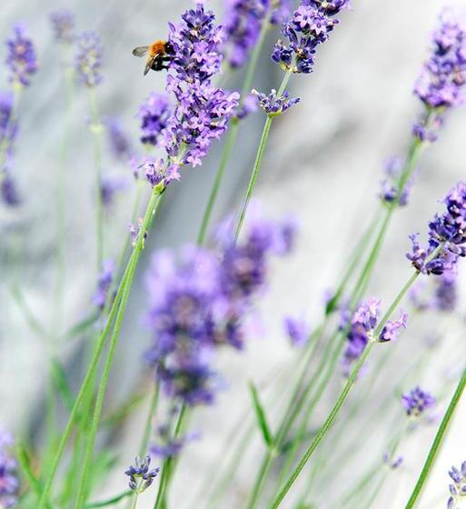 Hotel Karnelund Krog & Rum