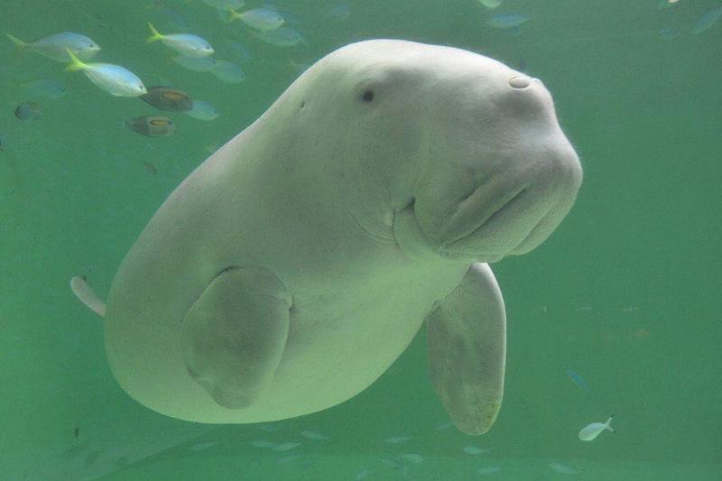 ריוקאן Ryoso Uminocho