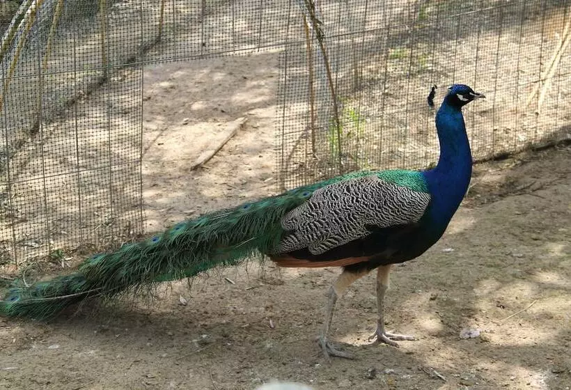 ベッドアンドブレックファースト Tenuta Donna Caterina