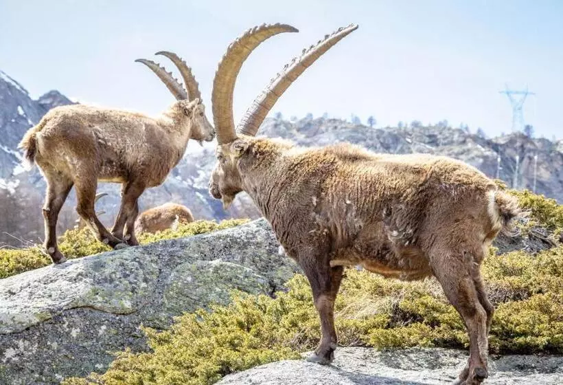 Hotelli Albergo Gran Paradiso