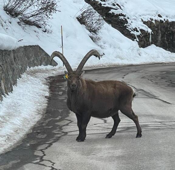 호텔 Albergo Gran Paradiso