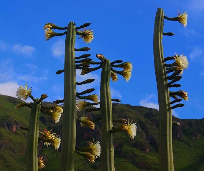 Sauce Hotel Boutique