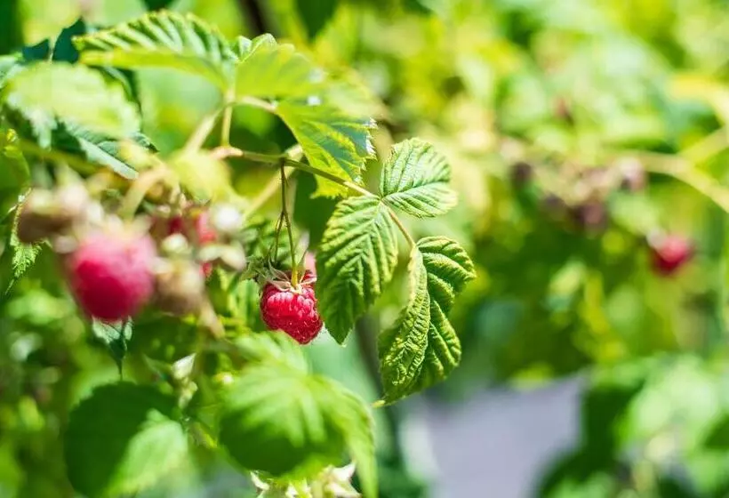 ベッドアンドブレックファースト Haus Oberhofer