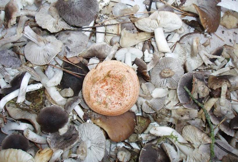 Отель La Posada De Villalangua