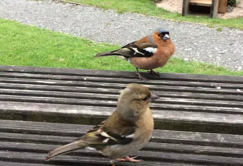 Aamiaismajoitus (B&B) Exmoor House