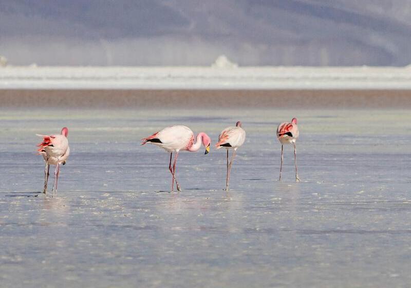 فندق Ibis Calama