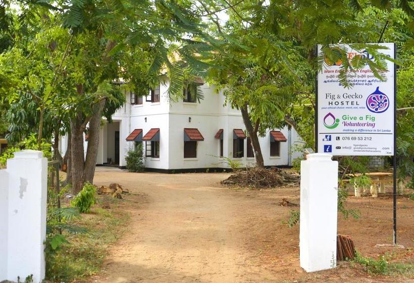 Fig And Gecko Hostel