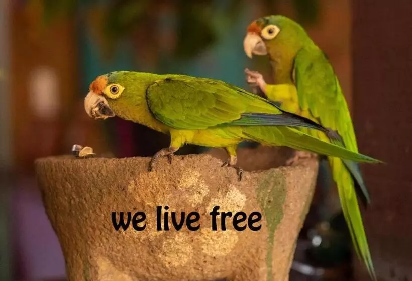 ホテル Posada Olivo