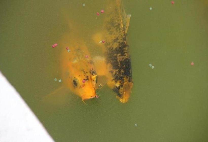 בית מלון כפרי Allianto Boutique