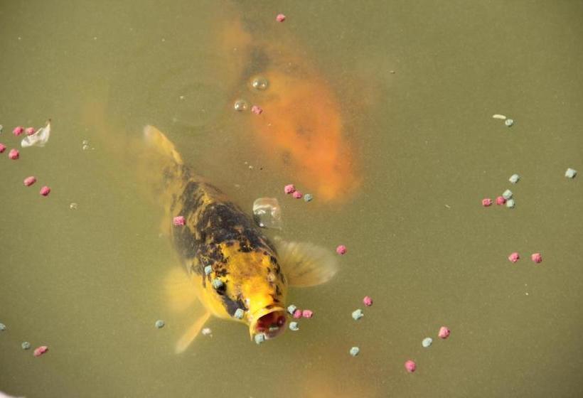 בית מלון כפרי Allianto Boutique