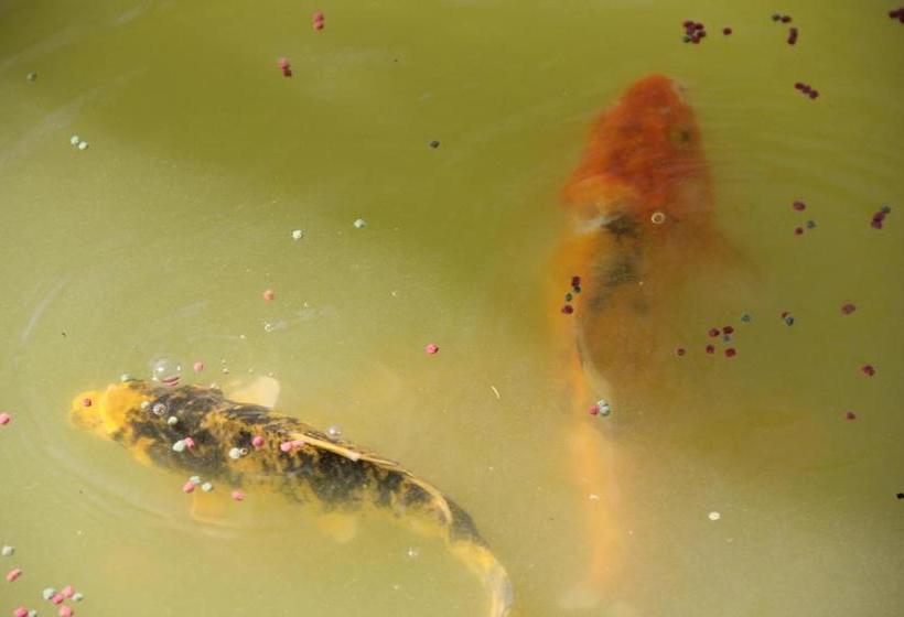 בית מלון כפרי Allianto Boutique