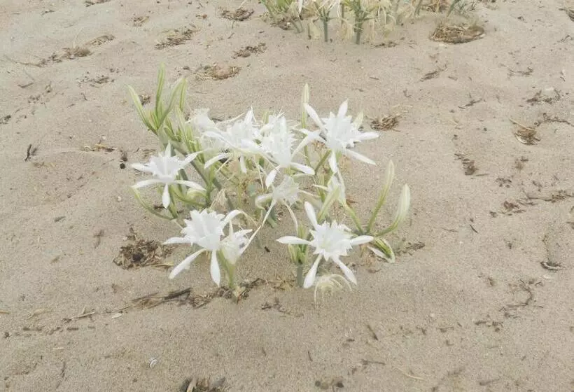 Hotelli Soffio Di Vento