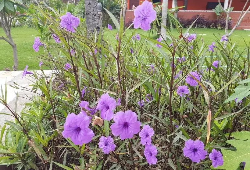 Pebble & Fins Bali Dive Resort