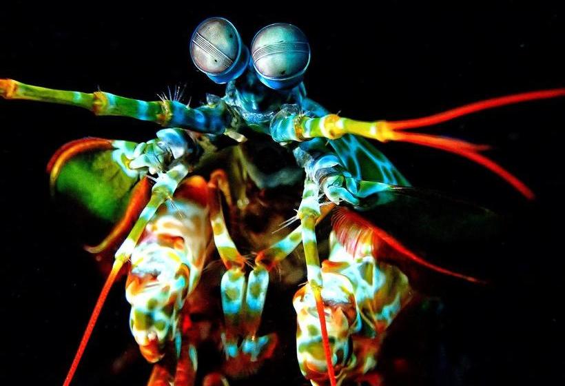 Pebble & Fins Bali Dive Resort