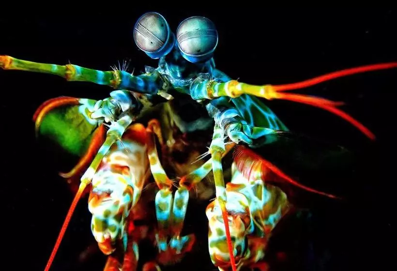 Pebble & Fins Bali Dive Resort