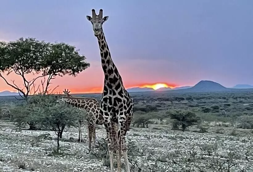 هتل Aloegrove Safari Lodge