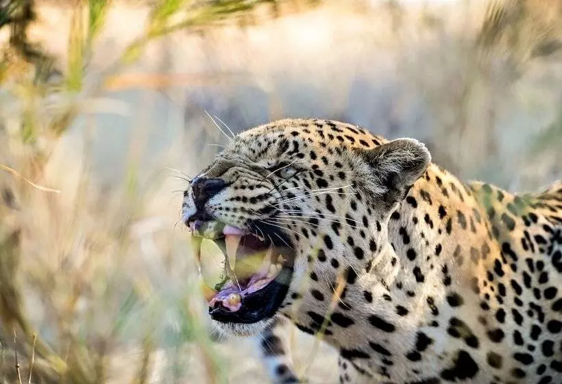 هتل Aloegrove Safari Lodge