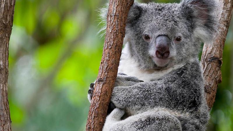 Отель Holiday Inn Sydney St Marys, An Ihg