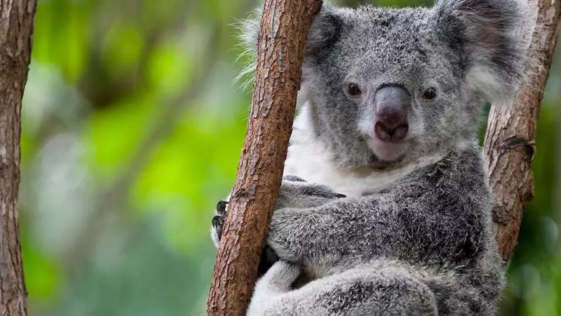 ホテル Holiday Inn Sydney St Marys, An Ihg