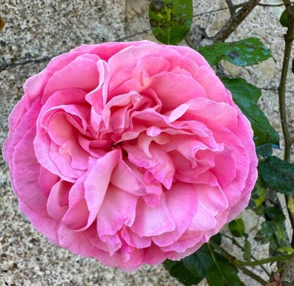 ホテル Hôtel & Spa Château De La Côte   Brantôme