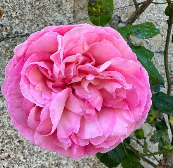 ホテル Hôtel & Spa Château De La Côte   Brantôme