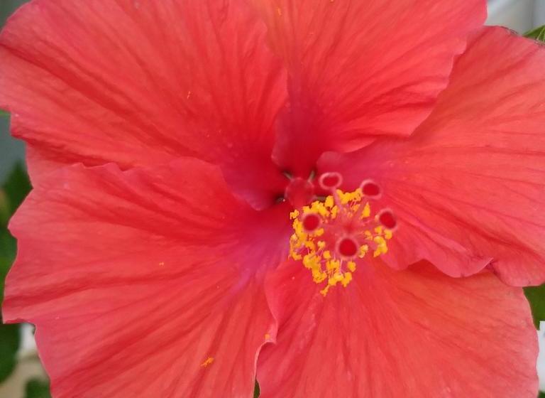 فندق Belize Tropical Dream Villas