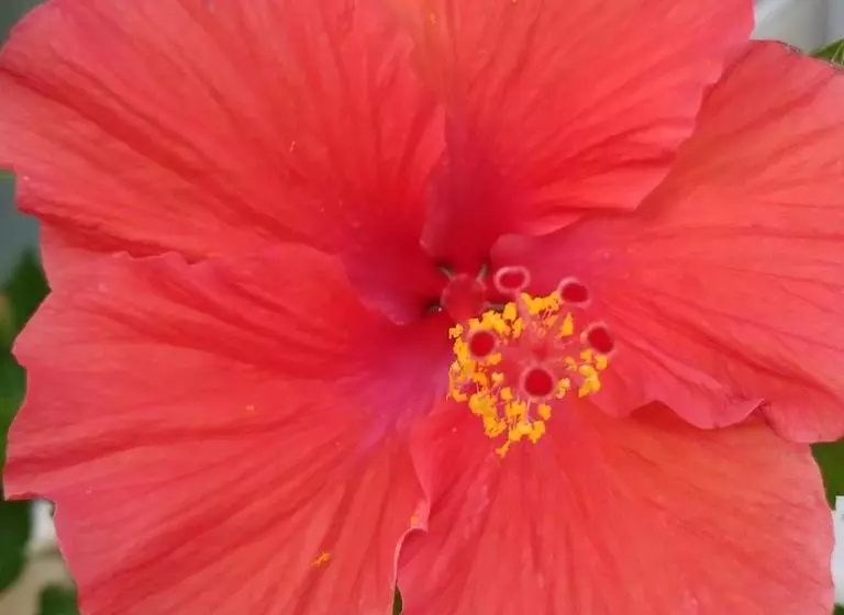 Hotelli Belize Tropical Dream Villas